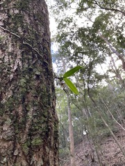 Peristeranthus hillii