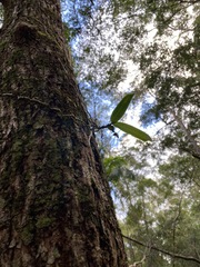 Peristeranthus hillii