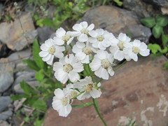 Achillea ptarmicifolia