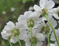 Achillea ptarmicifolia