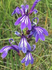Lobelia sessilifolia