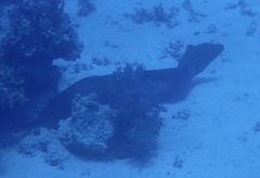 Gymnothorax javanicus