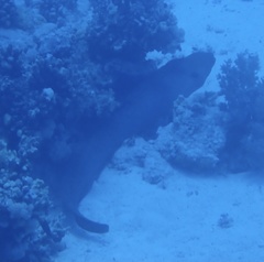 Gymnothorax javanicus