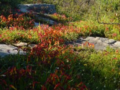 Lachenalia quadricolor