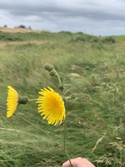 Sonchus palustris
