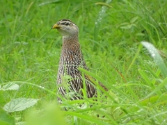Pternistis bicalcaratus