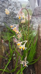 Tulbaghia leucantha