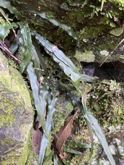 Asplenium attenuatum