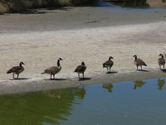 Branta canadensis maxima