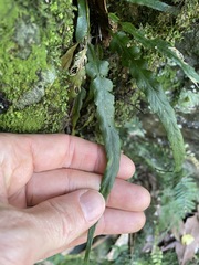 Asplenium attenuatum