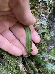 Asplenium attenuatum