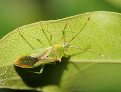Amblypelta nitida