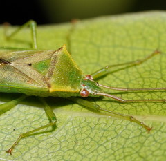 Amblypelta nitida