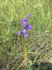 Lobelia sessilifolia
