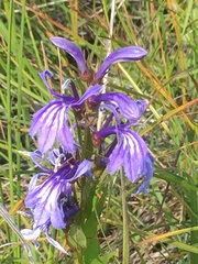 Lobelia sessilifolia