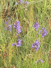 Lobelia sessilifolia