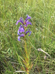 Lobelia sessilifolia