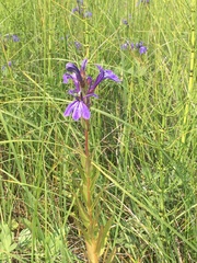 Lobelia sessilifolia