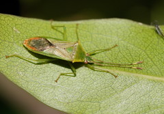 Amblypelta nitida