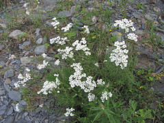 Achillea ptarmicifolia