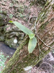 Peristeranthus hillii