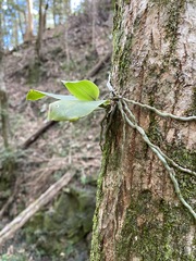 Peristeranthus hillii