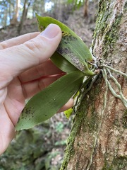 Peristeranthus hillii