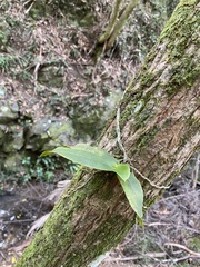 Peristeranthus hillii