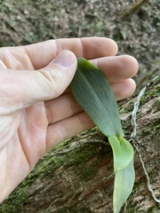 Peristeranthus hillii