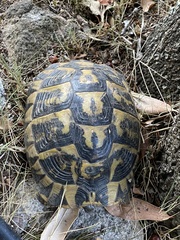Testudo hermanni hermanni