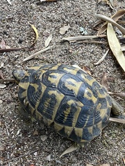 Testudo hermanni hermanni