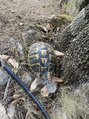 Testudo hermanni hermanni