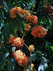Saraca