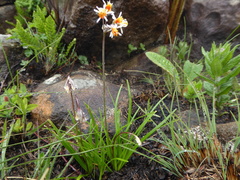 Tulbaghia leucantha
