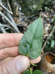 Leichhardtia longiloba