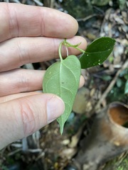 Leichhardtia longiloba