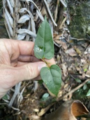 Leichhardtia longiloba