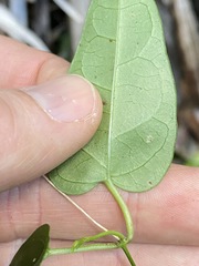 Leichhardtia longiloba