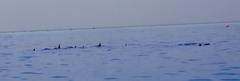 Stenella longirostris