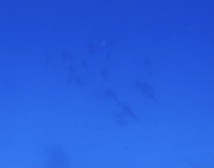 Stenella longirostris