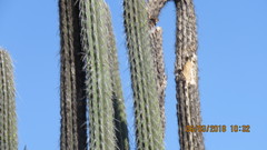 Lemaireocereus hollianus