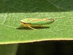 Graphocephala fennahi
