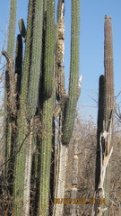 Lemaireocereus hollianus