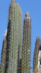 Lemaireocereus hollianus