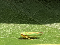 Graphocephala fennahi