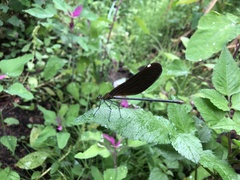 Atrocalopteryx atrata