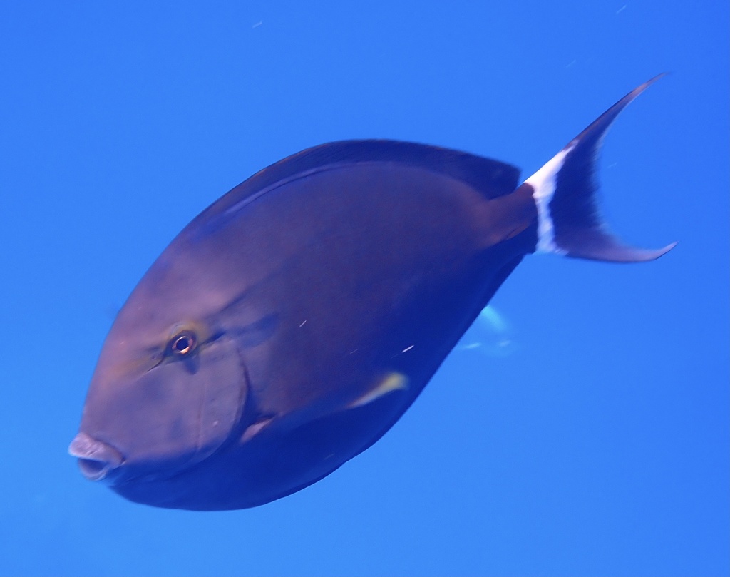 Black surgeonfish