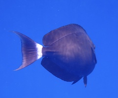 Acanthurus gahhm