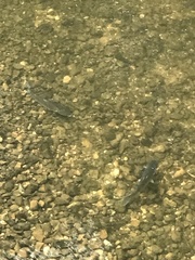 Salmo trutta