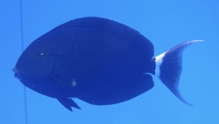 Acanthurus gahhm